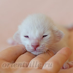 Пасспарту, 5 дней