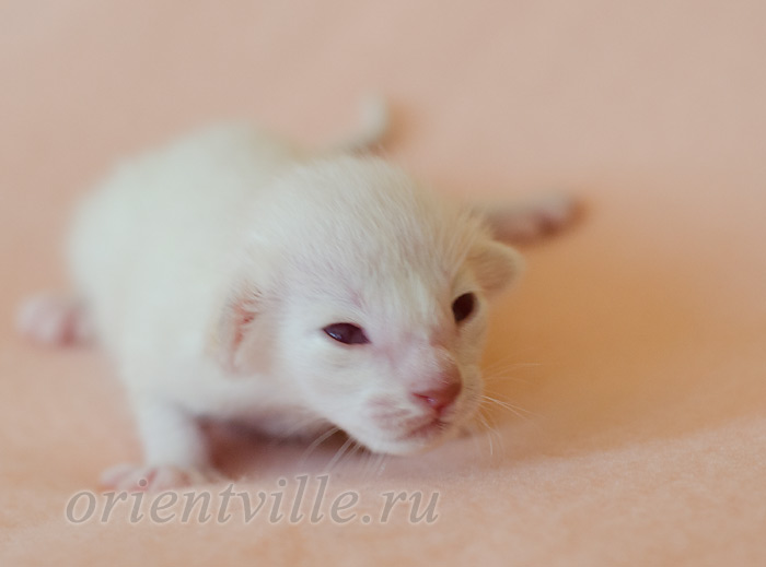 Пасспарту, 5 дней