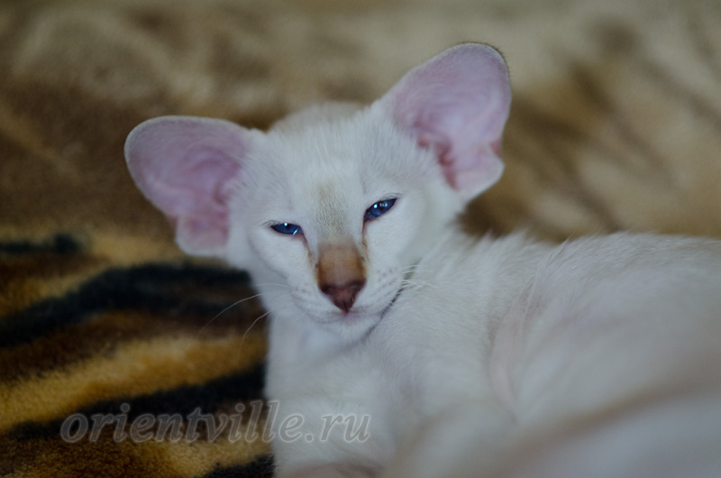 Покахонтас, 3 мес