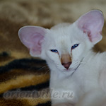 Покахонтас, 3 мес