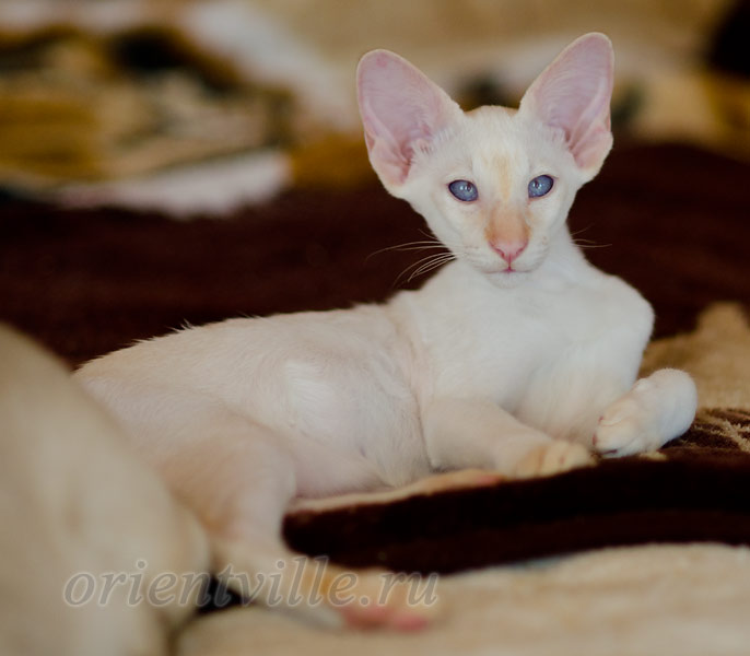 Пиноккио, 3 мес