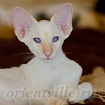 Пиноккио, 3 мес