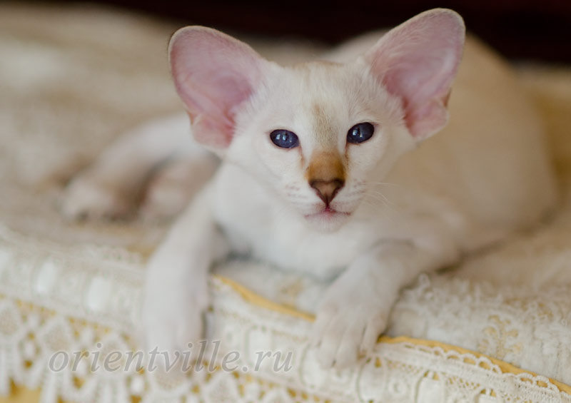 Покахонтас, 3 мес