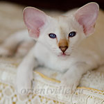 Покахонтас, 3 мес