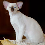 Пасспарту, 3 мес