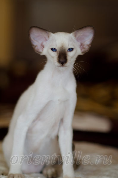 Праймус, 3 мес