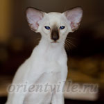 Праймус, 3 мес