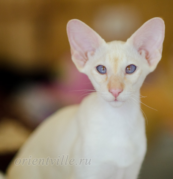 Пиноккио, 4 мес