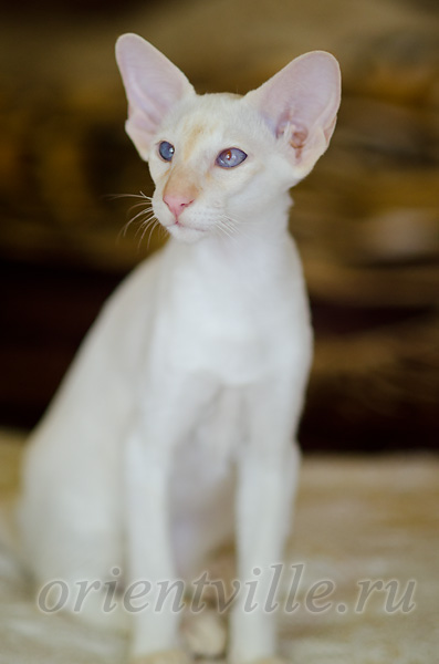 Пиноккио, 4 мес