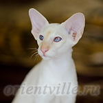 Пиноккио, 4 мес