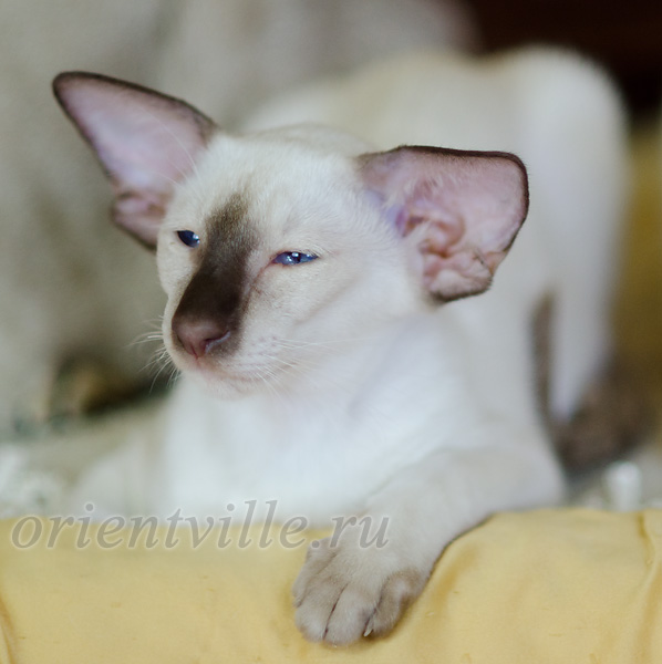 Пасспарту, 4 мес