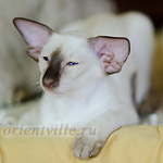 Пасспарту, 4 мес