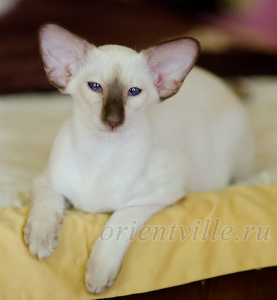 Праймус, 4 мес