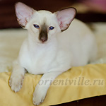 Праймус, 4 мес