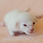 Пасспарту, 5 дней