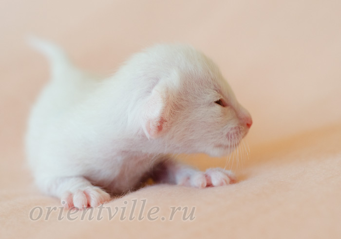 Пиноккио, 5 дней