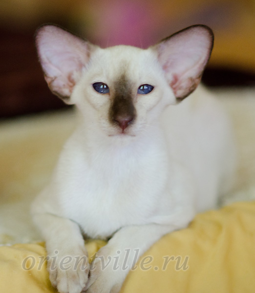 Праймус, 4 мес