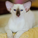 Праймус, 4 мес