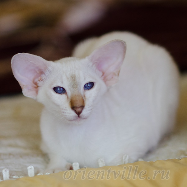 Покахонтас, 4 мес