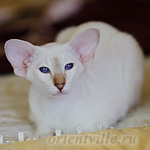 Покахонтас, 4 мес