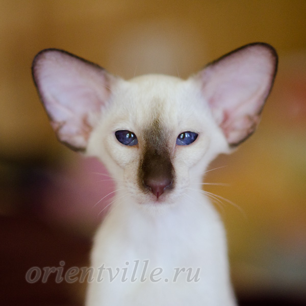 Праймус, 4 мес