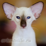 Праймус, 4 мес