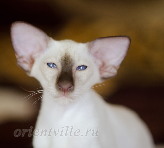 Пасспарту, 4 мес