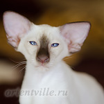 Пасспарту, 4 мес