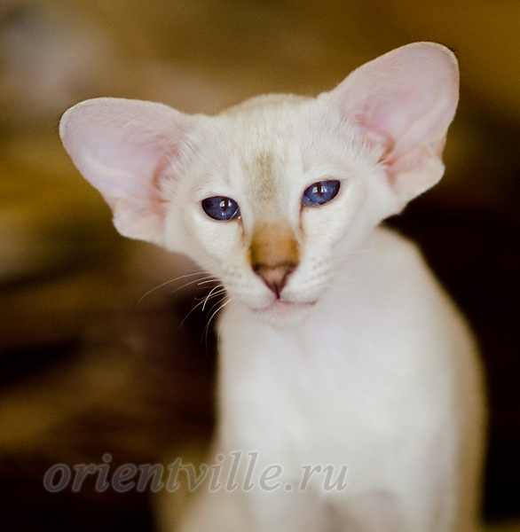 Покахонтас, 4 мес