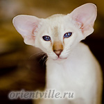 Покахонтас, 4 мес