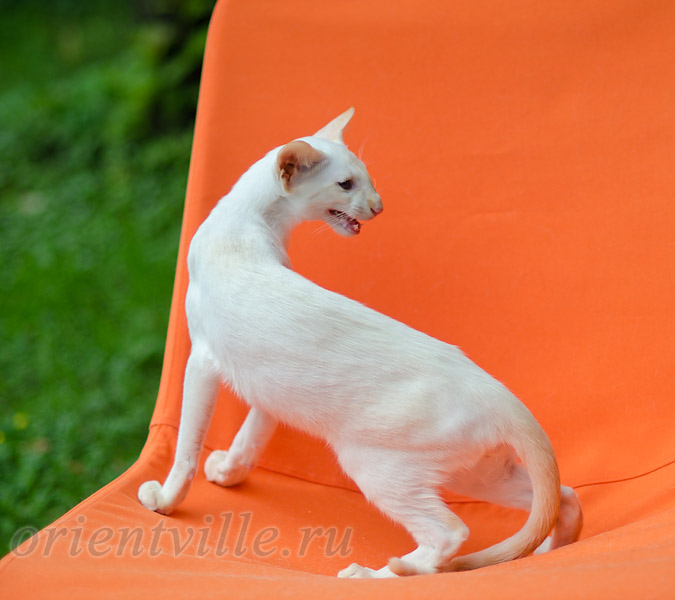 Пиноккио, 5 мес