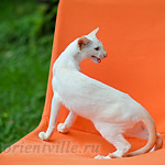 Пиноккио, 5 мес