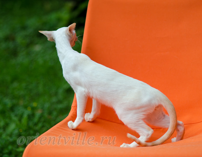 Пиноккио, 5 мес