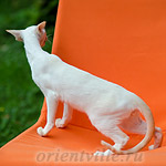 Пиноккио, 5 мес