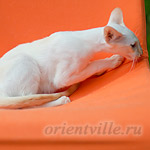 Пиноккио, 5 мес