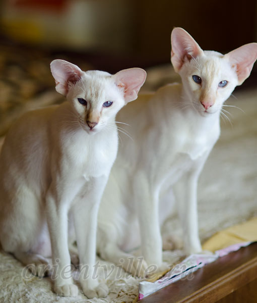 Пиноккио, 6 мес