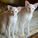 Пиноккио, 6 мес