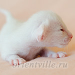 Пиноккио, 5 дней