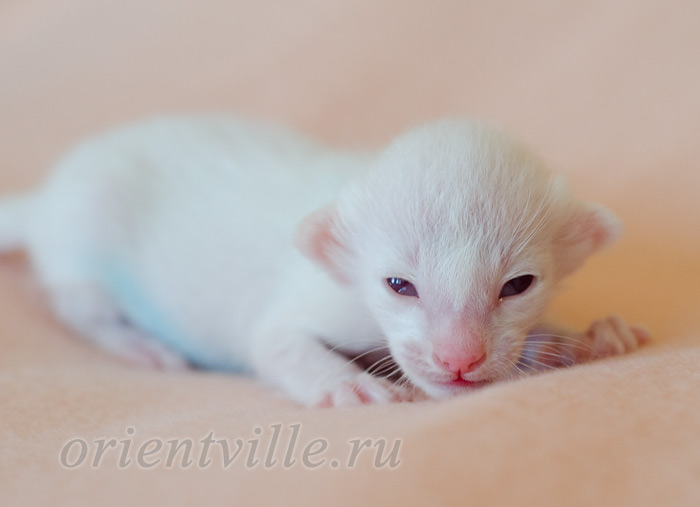 Пиноккио, 5 дней