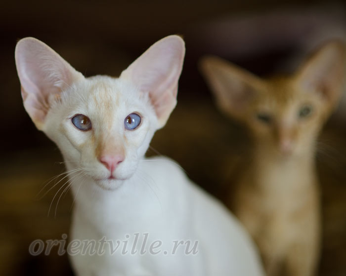 Пиноккио, 6 мес