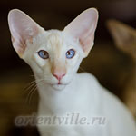 Пиноккио, 6 мес