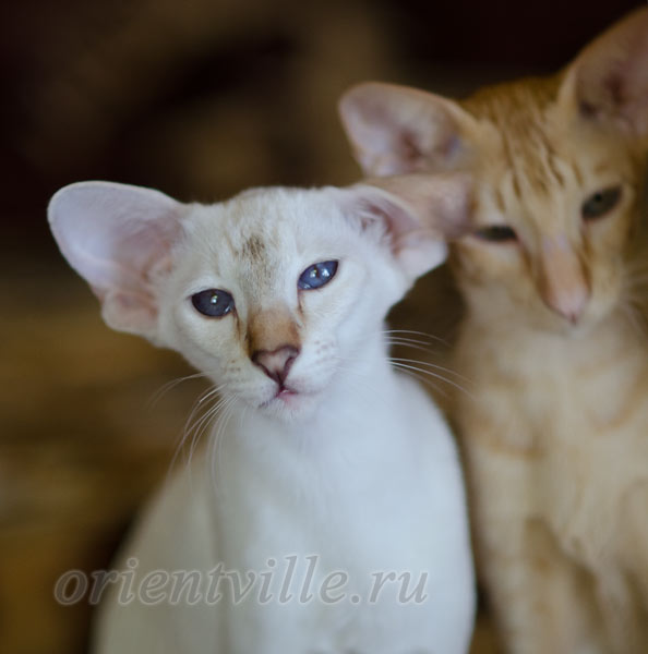 Покахонтас, 6 мес