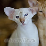 Покахонтас, 6 мес