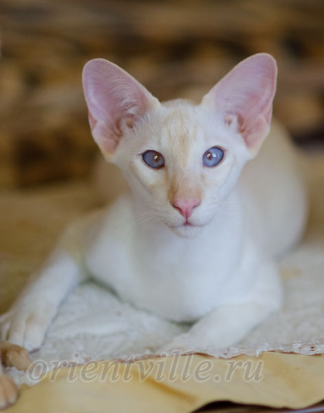 Пиноккио, 6 мес