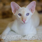 Пиноккио, 6 мес