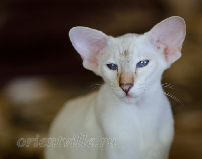 Покахонтас, 6 мес