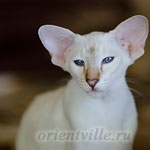 Покахонтас, 6 мес