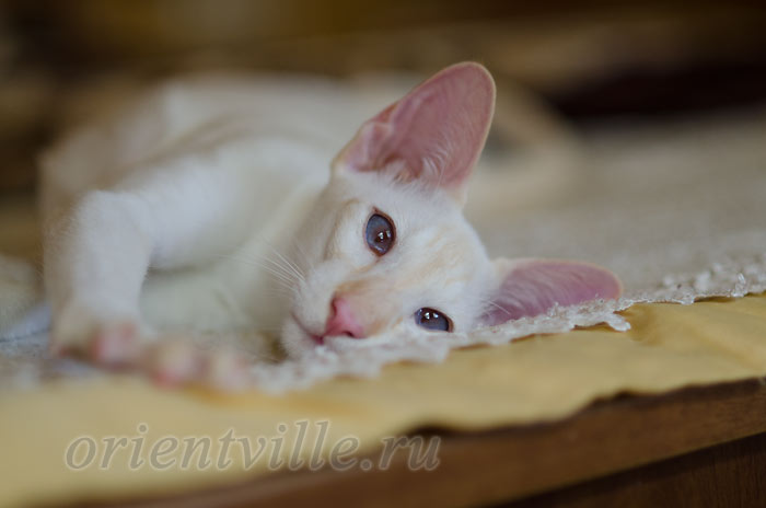 Пиноккио, 6 мес