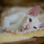 Пиноккио, 6 мес