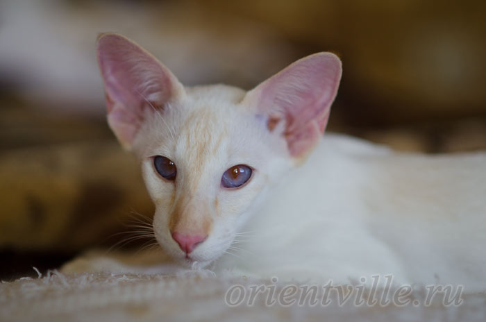 Пиноккио, 6 мес